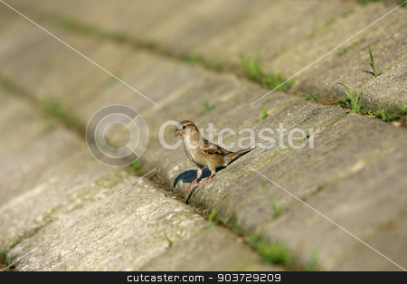To use this stock image in your creative project, please select the size you need over to the right and click the "Add to Cart" button.
Your downloaded image will come with the Cutcaster watermark removed so don’t worry about the watermark you see on this page. Sparrow House standing on a concrete floor and looking around stock photo, Sparrow House standing on a concrete floor and looking around by Nebojsa Markovic