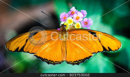 To use this stock image in your creative project, please select the size you need over to the right and click the "Add to Cart" button.
Your downloaded image will come with the Cutcaster watermark removed so don’t worry about the watermark you see on this page. Julia Heliconian Dryas Julia stock photo, A colorful Julia Heliconian Dryas Julia butterfly. by Henrik Lehnerer