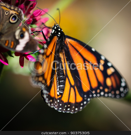 To use this stock image in your creative project, please select the size you need over to the right and click the "Add to Cart" button.
Your downloaded image will come with the Cutcaster watermark removed so don’t worry about the watermark you see on this page. Monarch Danaus Plexippus stock photo, A colorful Monarch Danaus Plexippus butterfly. by Henrik Lehnerer