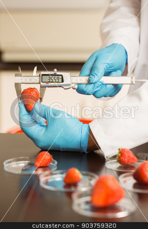 To use this stock image in your creative project, please select the size you need over to the right and click the "Add to Cart" button.
Your downloaded image will come with the Cutcaster watermark removed so don’t worry about the watermark you see on this page. Food scientist measuring a strawberry stock photo, Food scientist measuring a strawberry at the university by Wavebreak Media