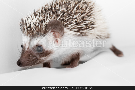 To use this stock image in your creative project, please select the size you need over to the right and click the "Add to Cart" button.
Your downloaded image will come with the Cutcaster watermark removed so don’t worry about the watermark you see on this page. African white- bellied hedgehog stock photo, A cute little hedgehog - ( African white- bellied hedgehog ) by Nneirda