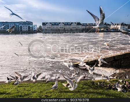 To use this stock image in your creative project, please select the size you need over to the right and click the "Add to Cart" button.
Your downloaded image will come with the Cutcaster watermark removed so don’t worry about the watermark you see on this page. Seagulls over river ,Athlone dam in background stock photo, Seagulls over river in Athlone dam in background, ireland by Viktor