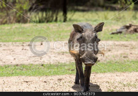 To use this stock image in your creative project, please select the size you need over to the right and click the "Add to Cart" button.
Your downloaded image will come with the Cutcaster watermark removed so don’t worry about the watermark you see on this page. African warthog stock photo, Warthog at the Gaborone Game Reserve in Gaborone, Botswana by derejeb