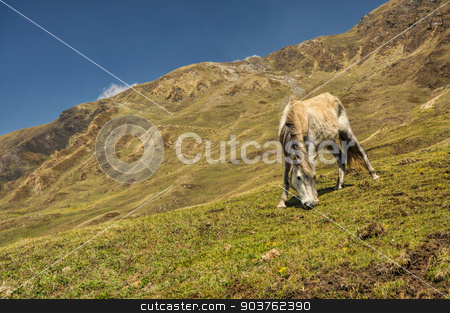 To use this stock image in your creative project, please select the size you need over to the right and click the "Add to Cart" button.
Your downloaded image will come with the Cutcaster watermark removed so don’t worry about the watermark you see on this page. Horse in Himalayas stock photo, Horse grazing in scenic nepalese countryside by Michal Knitl