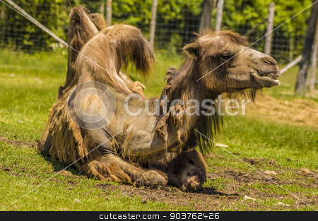 To use this stock image in your creative project, please select the size you need over to the right and click the "Add to Cart" button.
Your downloaded image will come with the Cutcaster watermark removed so don’t worry about the watermark you see on this page. Camel stock photo, view of a camel laying in the grass by Vlad Podkhlebnik