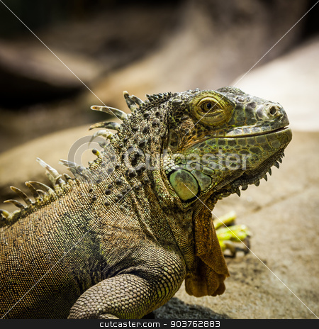 To use this stock image in your creative project, please select the size you need over to the right and click the "Add to Cart" button.
Your downloaded image will come with the Cutcaster watermark removed so don’t worry about the watermark you see on this page. Green Iguana stock photo, Latin name: Iguana Iguana. Size 150 cm totalling by Paolo Gallo