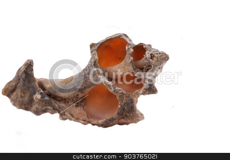 To use this stock image in your creative project, please select the size you need over to the right and click the "Add to Cart" button.
Your downloaded image will come with the Cutcaster watermark removed so don’t worry about the watermark you see on this page. The Old Shell on the white background stock photo, The Old Shell on the white background by feyyaz alacam