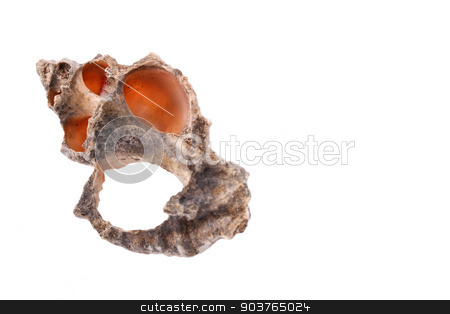 To use this stock image in your creative project, please select the size you need over to the right and click the "Add to Cart" button.
Your downloaded image will come with the Cutcaster watermark removed so don’t worry about the watermark you see on this page. The single shell on the white background cut stock photo, The single shell on the white background cut by feyyaz alacam