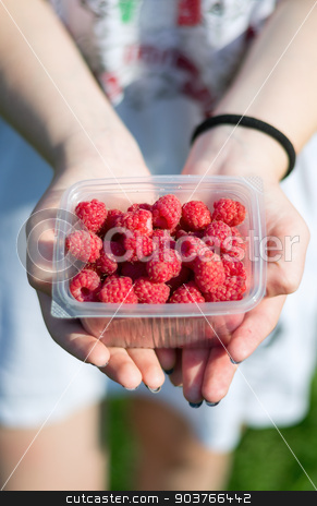 To use this stock image in your creative project, please select the size you need over to the right and click the "Add to Cart" button.
Your downloaded image will come with the Cutcaster watermark removed so don’t worry about the watermark you see on this page. Hands holding raspberries stock photo, in female hands lay a bunch of ripe delicious fresh raspberries by Pavel Starikov