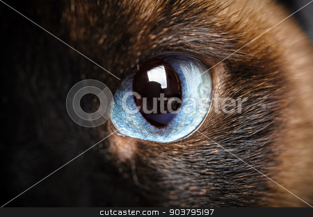 To use this stock image in your creative project, please select the size you need over to the right and click the "Add to Cart" button.
Your downloaded image will come with the Cutcaster watermark removed so don’t worry about the watermark you see on this page. one siamese cat eye macro closeup stock photo, one siamese cat eye macro extreme closeup with reflection of photographer by Serghei Starus