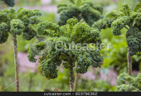 To use this stock image in your creative project, please select the size you need over to the right and click the "Add to Cart" button.
Your downloaded image will come with the Cutcaster watermark removed so don’t worry about the watermark you see on this page. Kale Plant Row Close Up stock photo, Close up of tall kale plants in a Maui garden by Scott Griessel