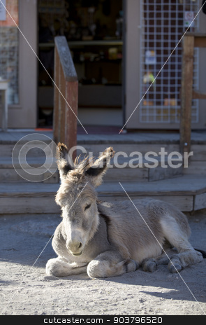 To use this stock image in your creative project, please select the size you need over to the right and click the "Add to Cart" button.
Your downloaded image will come with the Cutcaster watermark removed so don’t worry about the watermark you see on this page. Baby Burro Resting on Street stock photo, Wild Baby Burro resting in front of store in Oatman Arizona USA by Scott Griessel