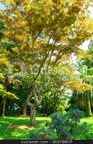 To use this stock image in your creative project, please select the size you need over to the right and click the "Add to Cart" button.
Your downloaded image will come with the Cutcaster watermark removed so don’t worry about the watermark you see on this page. Spring park natural landscape stock photo, Spring park natural landscape. Batumi Botanical Park, Georgia by MaStudio