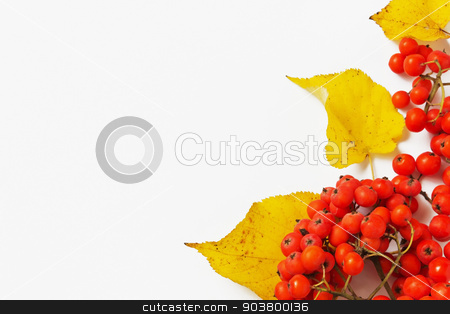 To use this stock image in your creative project, please select the size you need over to the right and click the "Add to Cart" button.
Your downloaded image will come with the Cutcaster watermark removed so don’t worry about the watermark you see on this page. branch of red mountain ash stock photo, branch of red mountain ash and autumn leaves on a light background. autumn motifs. copy space background by Jevgeni Proshin