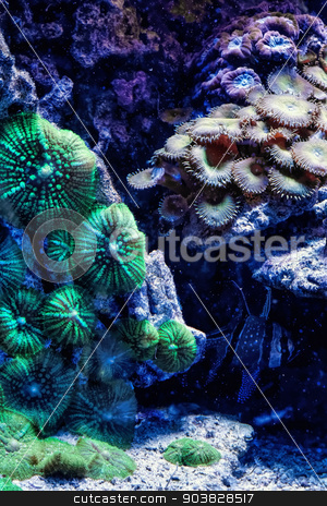 To use this stock image in your creative project, please select the size you need over to the right and click the "Add to Cart" button.
Your downloaded image will come with the Cutcaster watermark removed so don’t worry about the watermark you see on this page. Underwater paradise stock photo, Underwater paradise with colorful fish by Dariusz Miszkiel
