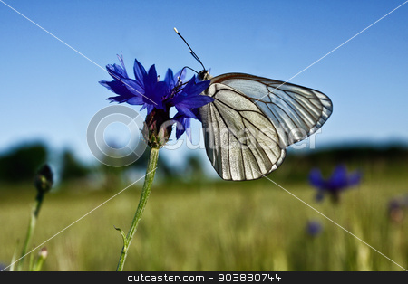 To use this stock image in your creative project, please select the size you need over to the right and click the "Add to Cart" button.
Your downloaded image will come with the Cutcaster watermark removed so don’t worry about the watermark you see on this page. White butterfly on blue flower stock photo, White butterfly on blue flower by everelative