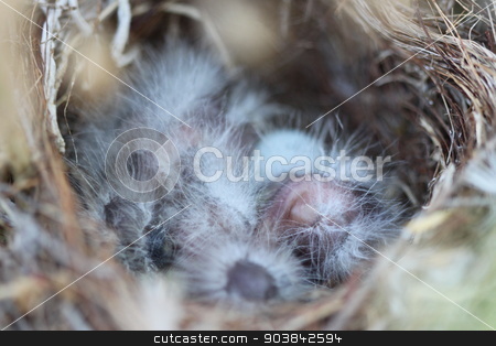 To use this stock image in your creative project, please select the size you need over to the right and click the "Add to Cart" button.
Your downloaded image will come with the Cutcaster watermark removed so don’t worry about the watermark you see on this page. Baby Birds stock photo, Closeup of sleeping baby birds in their nest. by Henrik Lehnerer