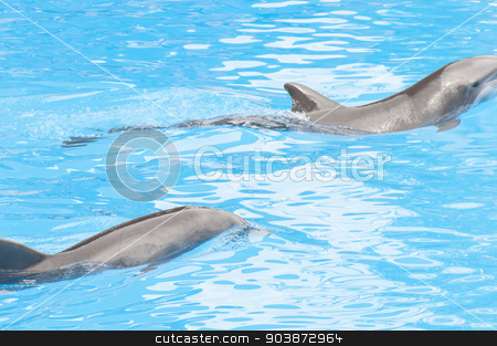 To use this stock image in your creative project, please select the size you need over to the right and click the "Add to Cart" button.
Your downloaded image will come with the Cutcaster watermark removed so don’t worry about the watermark you see on this page. dolphins swimming stock photo, dolphins swimming in the saltwater pool by Arnau Ramos Oviedo