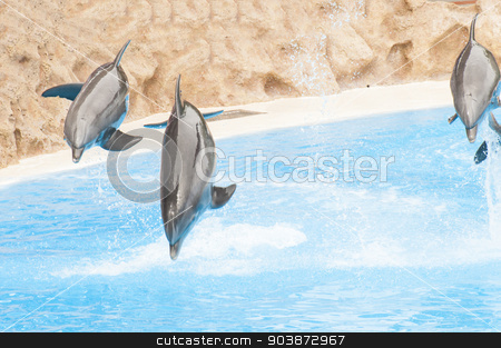 To use this stock image in your creative project, please select the size you need over to the right and click the "Add to Cart" button.
Your downloaded image will come with the Cutcaster watermark removed so don’t worry about the watermark you see on this page. dolphins swimming stock photo, dolphins swimming in the saltwater pool by Arnau Ramos Oviedo