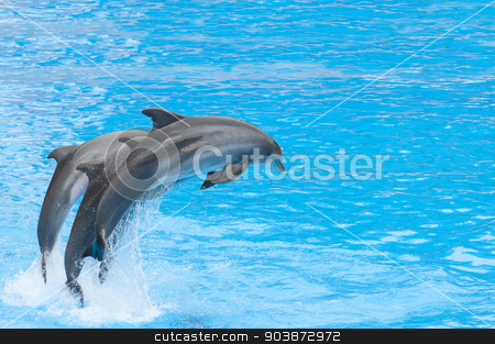 To use this stock image in your creative project, please select the size you need over to the right and click the "Add to Cart" button.
Your downloaded image will come with the Cutcaster watermark removed so don’t worry about the watermark you see on this page. dolphins swimming stock photo, dolphins swimming in the saltwater pool by Arnau Ramos Oviedo