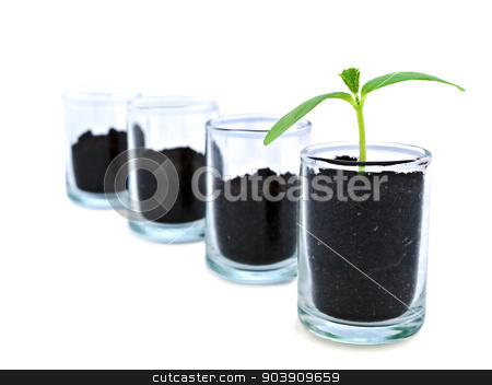 To use this stock image in your creative project, please select the size you need over to the right and click the "Add to Cart" button.
Your downloaded image will come with the Cutcaster watermark removed so don’t worry about the watermark you see on this page. one against all stock photo, green sprout in glass container in row with empty vessels over white background: one against all by Sergej Razvodovskij