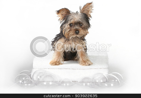 To use this stock image in your creative project, please select the size you need over to the right and click the "Add to Cart" button.
Your downloaded image will come with the Cutcaster watermark removed so don’t worry about the watermark you see on this page. Teacup Yorkshire Terriers on White Bathing stock photo, Tiny Teacup Yorkshire Terriers on White Bathing by Katrina Brown