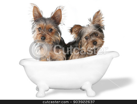 To use this stock image in your creative project, please select the size you need over to the right and click the "Add to Cart" button.
Your downloaded image will come with the Cutcaster watermark removed so don’t worry about the watermark you see on this page. Teacup Yorkshire Terriers on White Bathing stock photo, Tiny Teacup Yorkshire Terriers on White Bathing by Katrina Brown