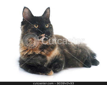 To use this stock image in your creative project, please select the size you need over to the right and click the "Add to Cart" button.
Your downloaded image will come with the Cutcaster watermark removed so don’t worry about the watermark you see on this page. maine coon cat stock photo, maine coon cat in front of white background by Bonzami Emmanuelle