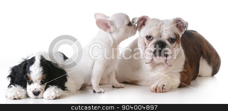 To use this stock image in your creative project, please select the size you need over to the right and click the "Add to Cart" button.
Your downloaded image will come with the Cutcaster watermark removed so don’t worry about the watermark you see on this page. three puppies stock photo, three purebred puppies together on white background by John McAllister
