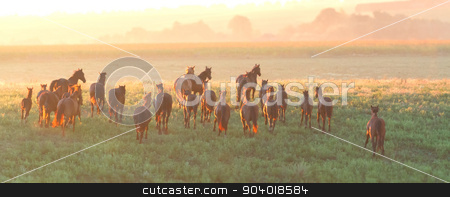 To use this stock image in your creative project, please select the size you need over to the right and click the "Add to Cart" button.
Your downloaded image will come with the Cutcaster watermark removed so don’t worry about the watermark you see on this page. Herd of horses run at sunset stock photo, Beautiful horse herd run in the meadow at sunset by Callipso
