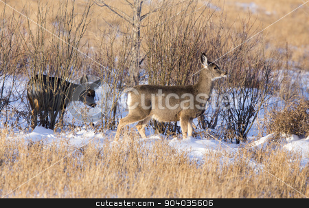 To use this stock image in your creative project, please select the size you need over to the right and click the "Add to Cart" button.
Your downloaded image will come with the Cutcaster watermark removed so don’t worry about the watermark you see on this page. Deer in winter stock photo, Deer in winter in Saskatchewan Canada scenic by Mark Duffy