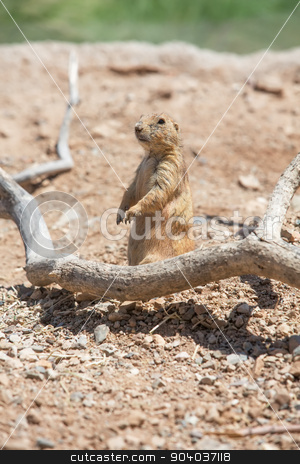 To use this stock image in your creative project, please select the size you need over to the right and click the "Add to Cart" button.
Your downloaded image will come with the Cutcaster watermark removed so don’t worry about the watermark you see on this page. Cute Prairie Dog stock photo, Single cute prairie dog standing up in desert by Scott Griessel