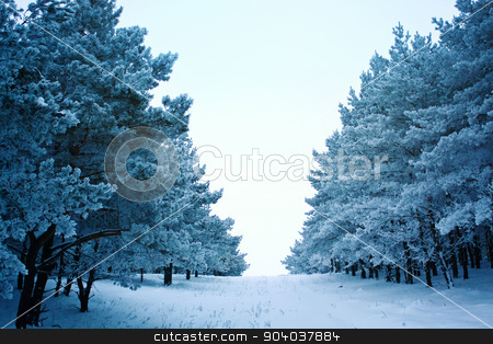 To use this stock image in your creative project, please select the size you need over to the right and click the "Add to Cart" button.
Your downloaded image will come with the Cutcaster watermark removed so don’t worry about the watermark you see on this page. winter road in the forest stock photo, winter road in the forest with snow by serkucher