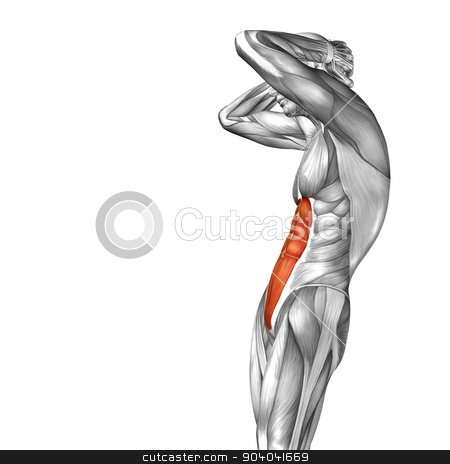 To use this stock image in your creative project, please select the size you need over to the right and click the "Add to Cart" button.
Your downloaded image will come with the Cutcaster watermark removed so don’t worry about the watermark you see on this page. Concept or conceptual 3D abdomen or chest human anatomy or anatomical and muscle isolated on white background stock photo, by design36
