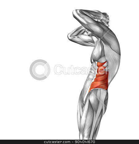 To use this stock image in your creative project, please select the size you need over to the right and click the "Add to Cart" button.
Your downloaded image will come with the Cutcaster watermark removed so don’t worry about the watermark you see on this page. Concept or conceptual 3D abdomen or chest human anatomy or anatomical and muscle isolated on white background stock photo, by design36