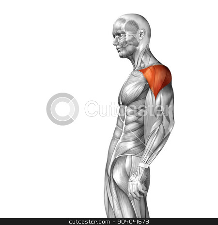 To use this stock image in your creative project, please select the size you need over to the right and click the "Add to Cart" button.
Your downloaded image will come with the Cutcaster watermark removed so don’t worry about the watermark you see on this page. Concept or conceptual 3D deltoid or chest human anatomy or anatomical and muscle isolated on white background stock photo, by design36