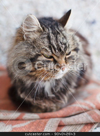 To use this stock image in your creative project, please select the size you need over to the right and click the "Add to Cart" button.
Your downloaded image will come with the Cutcaster watermark removed so don’t worry about the watermark you see on this page. brown cat stock photo, serious brown cat with yellow eyes by serkucher