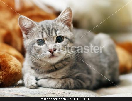 To use this stock image in your creative project, please select the size you need over to the right and click the "Add to Cart" button.
Your downloaded image will come with the Cutcaster watermark removed so don’t worry about the watermark you see on this page. gray pussy is interesting stock photo, lovely gray pussy is interesting by serkucher