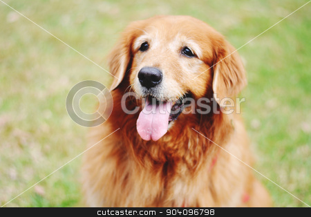 To use this stock image in your creative project, please select the size you need over to the right and click the "Add to Cart" button.
Your downloaded image will come with the Cutcaster watermark removed so don’t worry about the watermark you see on this page. Labrador dog outdoors stock photo, Portrait of a Labrador dog outdoors on a spring day. by nicolas menijes