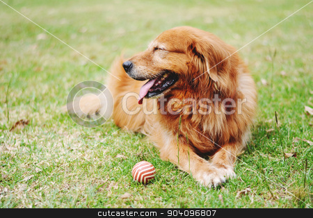 To use this stock image in your creative project, please select the size you need over to the right and click the "Add to Cart" button.
Your downloaded image will come with the Cutcaster watermark removed so don’t worry about the watermark you see on this page. Labrador dog outdoors stock photo, Portrait of a Labrador dog outdoors on a spring day. by nicolas menijes