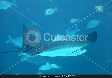To use this stock image in your creative project, please select the size you need over to the right and click the "Add to Cart" button.
Your downloaded image will come with the Cutcaster watermark removed so don’t worry about the watermark you see on this page. Stingray stock photo, A stingray swimming through the water with fish behind by Lucy Clark