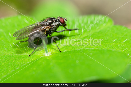 To use this stock image in your creative project, please select the size you need over to the right and click the "Add to Cart" button.
Your downloaded image will come with the Cutcaster watermark removed so don’t worry about the watermark you see on this page. Fly on the leaf stock photo, Fly on the green leaf, blurred background. by richpav