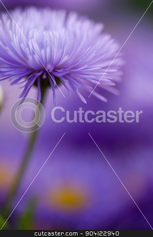 To use this stock image in your creative project, please select the size you need over to the right and click the "Add to Cart" button.
Your downloaded image will come with the Cutcaster watermark removed so don’t worry about the watermark you see on this page. Closeup violet flowers for nice pattern stock photo, Beautiful flowers. Violet camomile daisy floral background by Dmytro Buianskyi