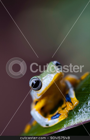 To use this stock image in your creative project, please select the size you need over to the right and click the "Add to Cart" button.
Your downloaded image will come with the Cutcaster watermark removed so don’t worry about the watermark you see on this page. Flying Frog in the jungle on colorful background stock photo, Flying Frog in the jungle on colorful background by Sebastian Duda