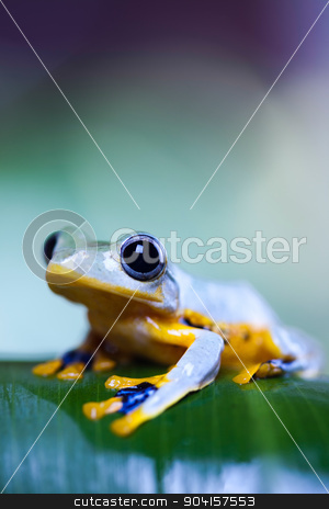 To use this stock image in your creative project, please select the size you need over to the right and click the "Add to Cart" button.
Your downloaded image will come with the Cutcaster watermark removed so don’t worry about the watermark you see on this page. Flying Frog in the jungle on colorful background stock photo, Flying Frog in the jungle on colorful background by Sebastian Duda