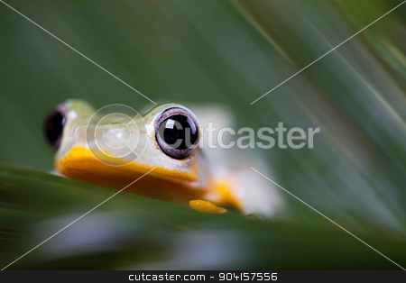 To use this stock image in your creative project, please select the size you need over to the right and click the "Add to Cart" button.
Your downloaded image will come with the Cutcaster watermark removed so don’t worry about the watermark you see on this page. Flying Frog in the jungle on colorful background stock photo, Flying Frog in the jungle on colorful background by Sebastian Duda