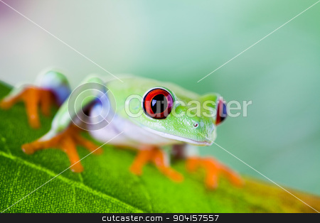 To use this stock image in your creative project, please select the size you need over to the right and click the "Add to Cart" button.
Your downloaded image will come with the Cutcaster watermark removed so don’t worry about the watermark you see on this page. Tree frog on colorful background stock photo, Tree frog on colorful background by Sebastian Duda