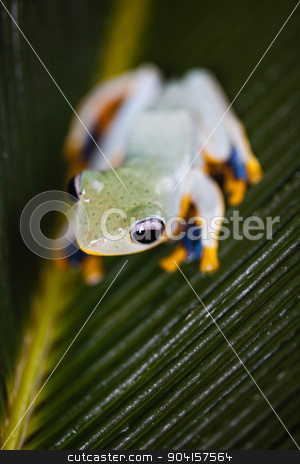 To use this stock image in your creative project, please select the size you need over to the right and click the "Add to Cart" button.
Your downloaded image will come with the Cutcaster watermark removed so don’t worry about the watermark you see on this page. Exotic frog in indonesia, Rhacophorus reinwardtii on colorful ba stock photo, Exotic frog in indonesia, Rhacophorus reinwardtii on colorful background by Sebastian Duda
