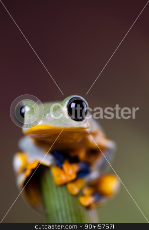 To use this stock image in your creative project, please select the size you need over to the right and click the "Add to Cart" button.
Your downloaded image will come with the Cutcaster watermark removed so don’t worry about the watermark you see on this page. Green tree frog on colorful background stock photo, Green tree frog on colorful background by Sebastian Duda