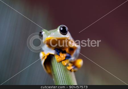 To use this stock image in your creative project, please select the size you need over to the right and click the "Add to Cart" button.
Your downloaded image will come with the Cutcaster watermark removed so don’t worry about the watermark you see on this page. Green tree frog on colorful background stock photo, Green tree frog on colorful background by Sebastian Duda
